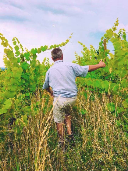 Bruno-Domaine-Lissner-Walking-Through-Wild-Vineyard