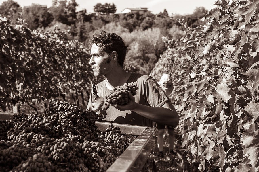 Francesco of La Via Del Colle Harvesting Grapes