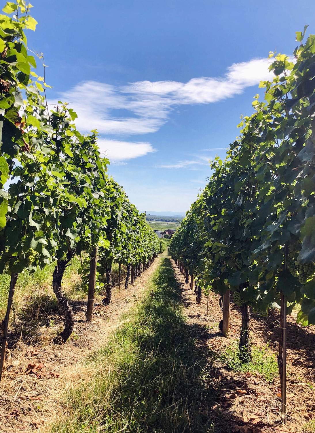 alsace-vineyard