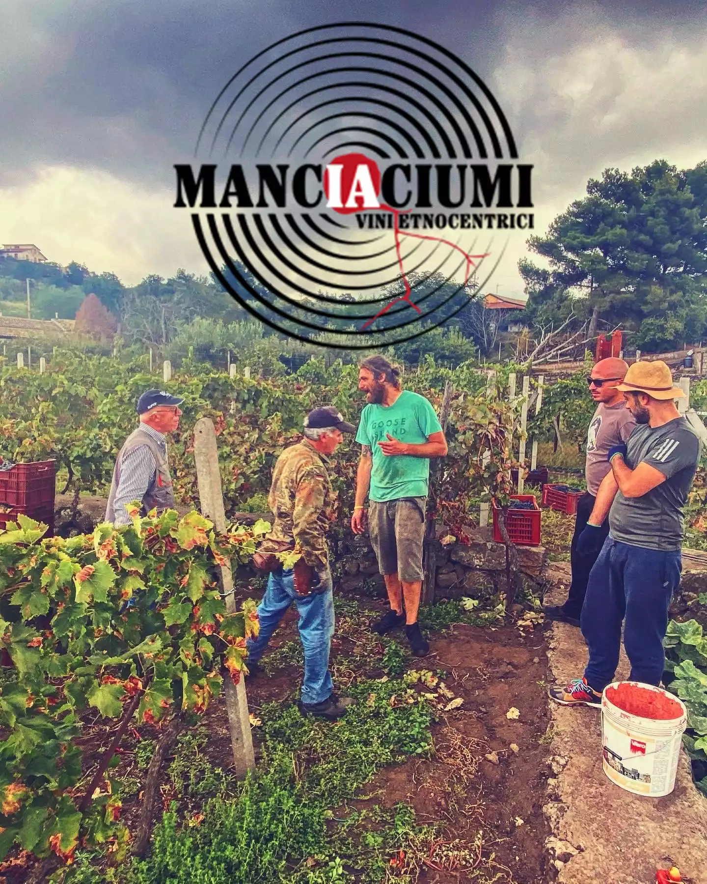 Manciaciumi Winemakers harvesting in Sicily