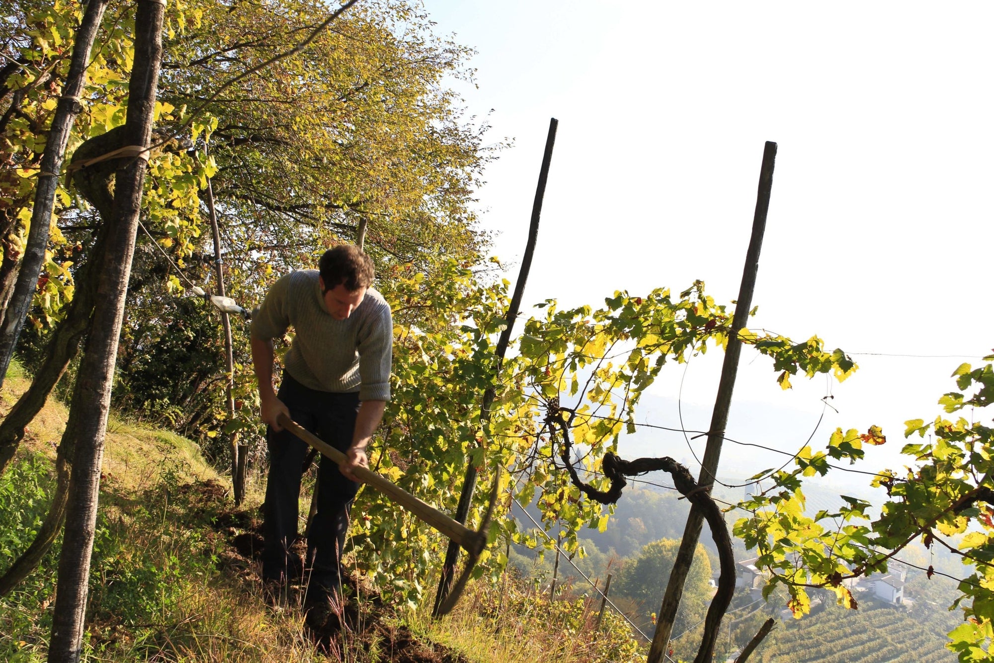 Christian Zago working in the vineyard