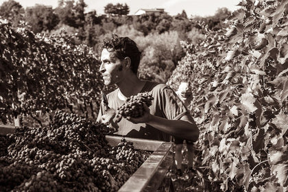 Francesco of La Via Del Colle Harvesting Grapes