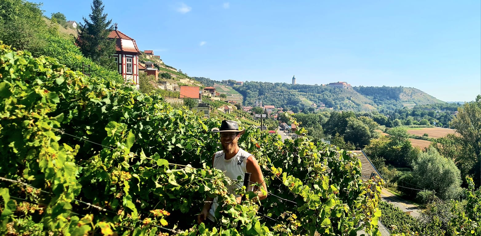 Winemaker in a vineyard with scenic background Saale-Unstrut region