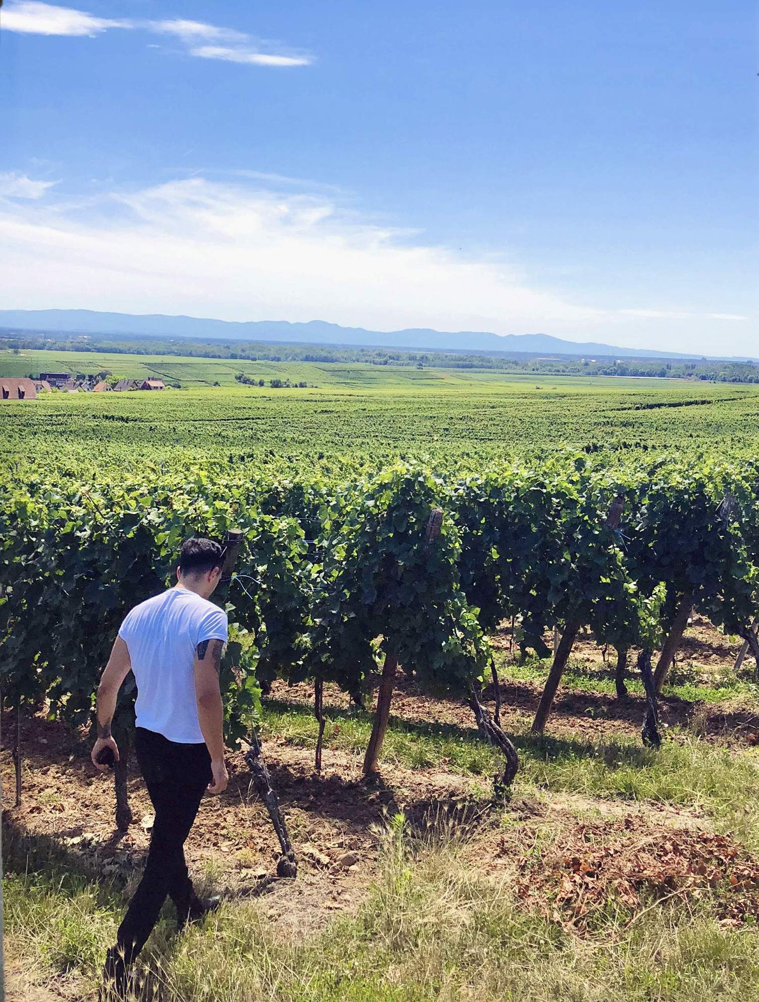 wyrd-wine-walking-through-vineyard-alsace