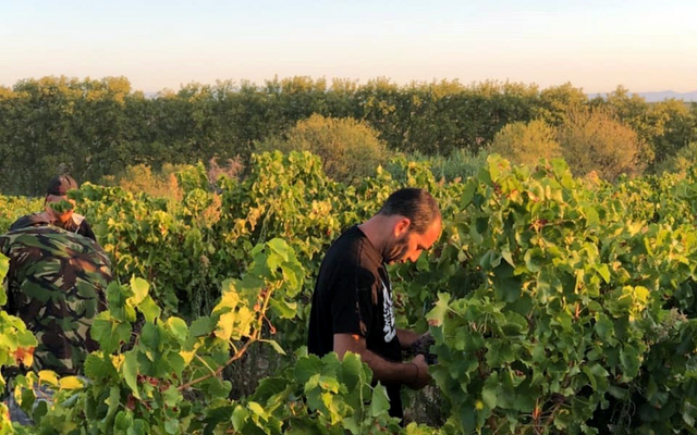 Farid Yahimi, Sons Of Wine, Alsace, Elsaß, Elsass, France, Frankreich, natural winemaker, vineyard, harvest